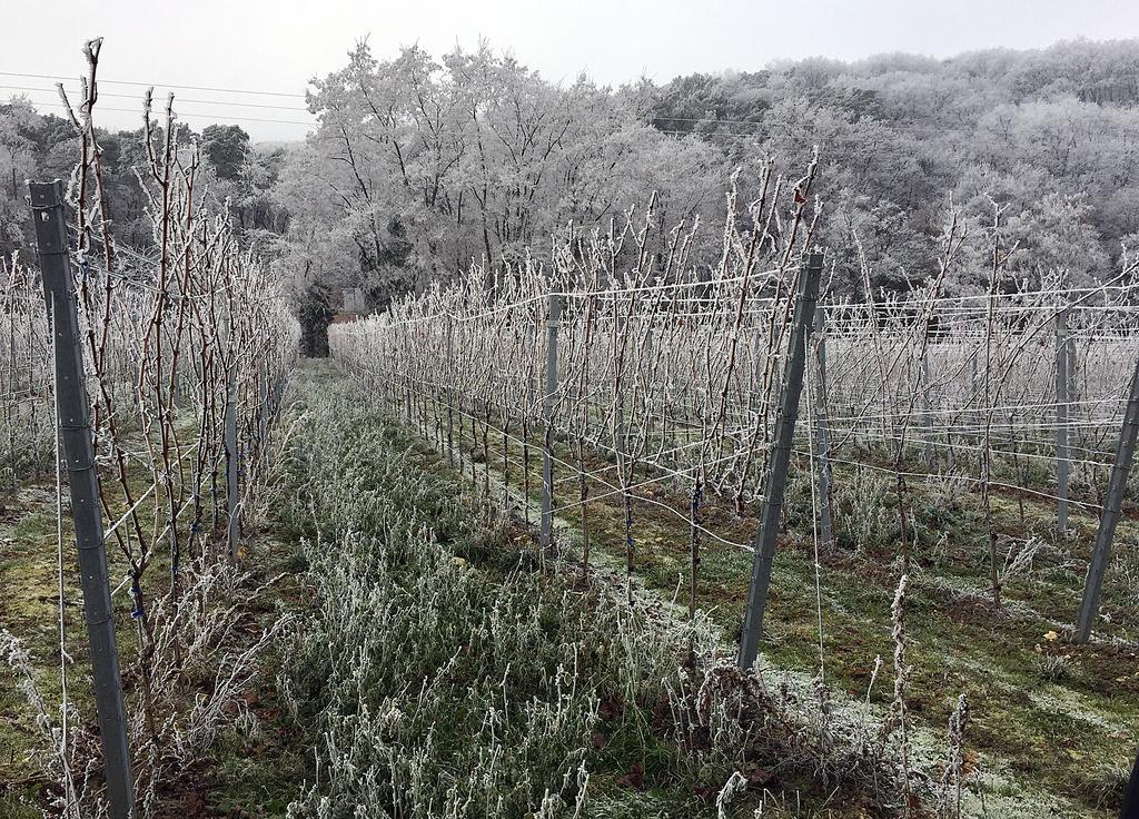 Weinstube Schwarzamsel Lägenhet Speyer Exteriör bild
